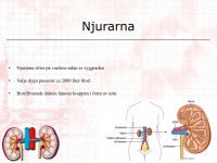 /album/njurarna/a6-utso%cc%88ndringsorganen-004-jpeg1/